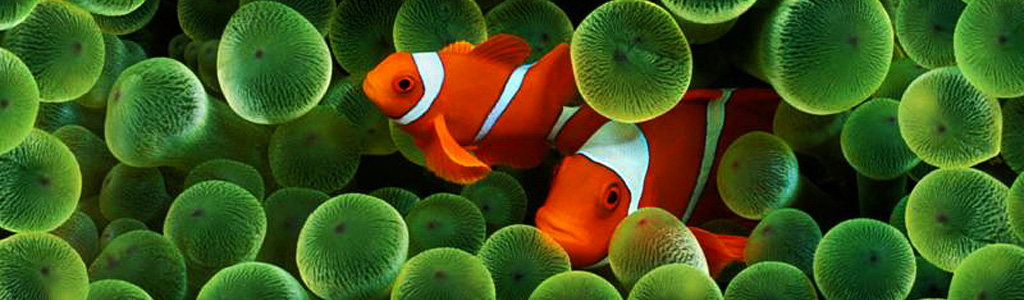 Awesome Product Image